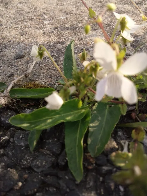 GWの休業日お知らせ